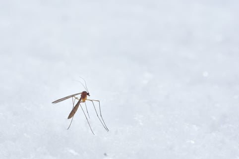 mosquito